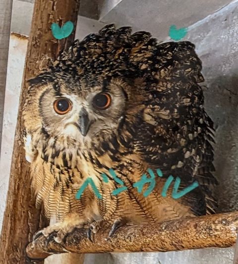 福岡県福岡市中央区今泉にある「ふくろうカフェ天神」にいるベンガルワシミミズクのベン